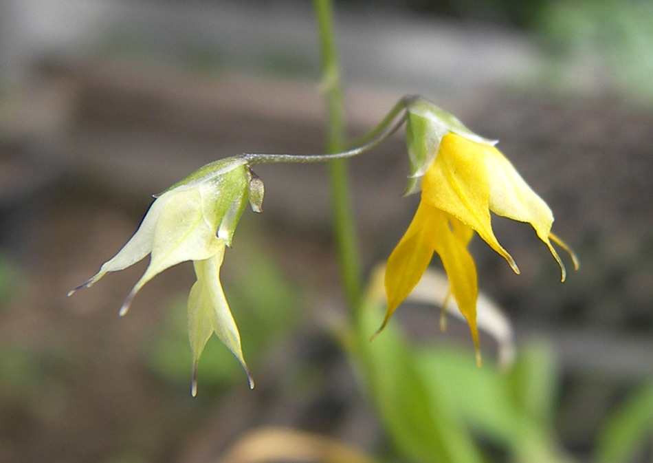 Image of Melasphaerula ramosa specimen.