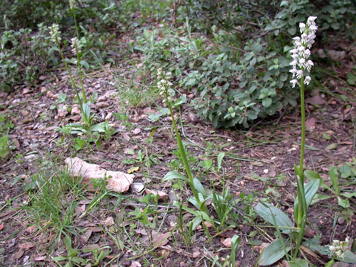 Изображение особи Orchis galilaea.