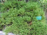 Cryptomeria japonica. Куст с приподнимающимися ветвями. Монако, Монако-Вилль, сады Сен-Мартен. 19.06.2012.