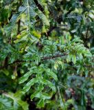 Solanum atropurpureum. Верхушка побега. Германия, г. Krefeld, ботанический сад. 21.10.2012.