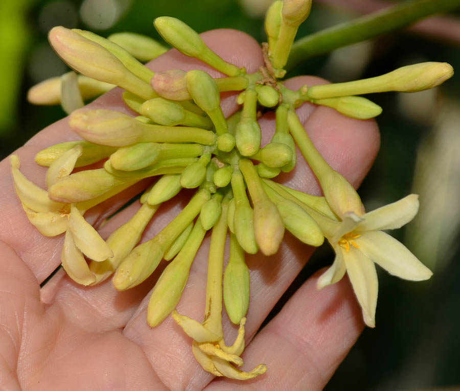 Image of Carica papaya specimen.