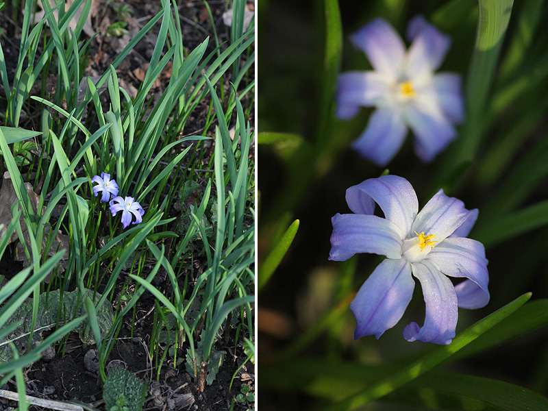 Изображение особи Chionodoxa luciliae.