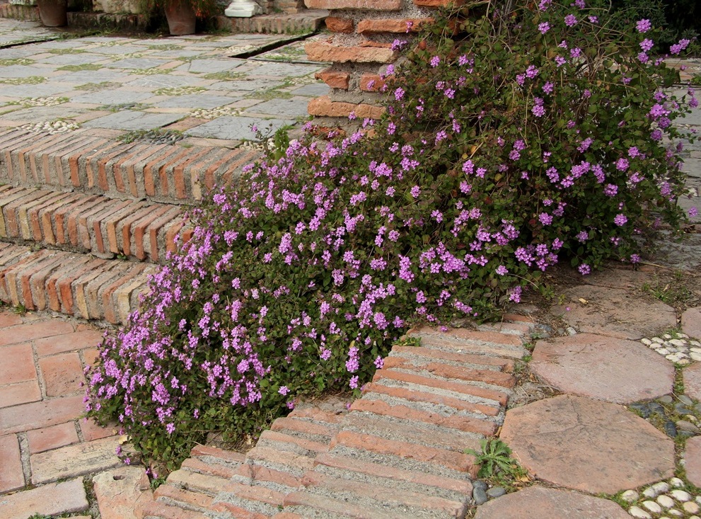 Image of Lantana montevidensis specimen.