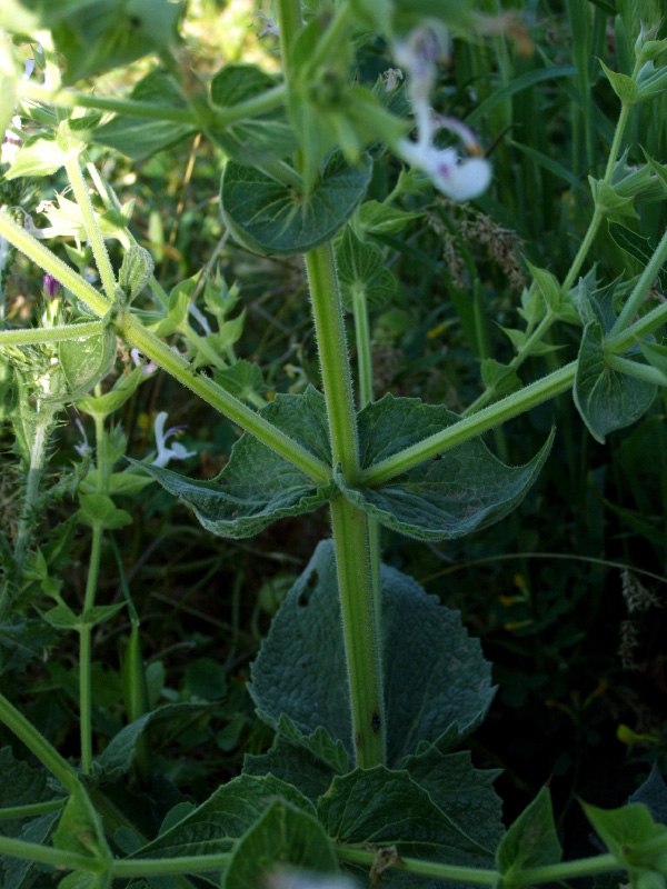 Изображение особи Salvia macrosiphon.