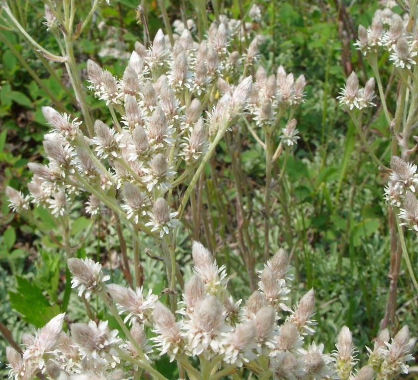 Image of Antennaria dioica specimen.