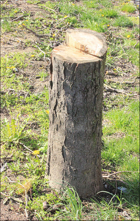 Изображение особи Gleditsia triacanthos.