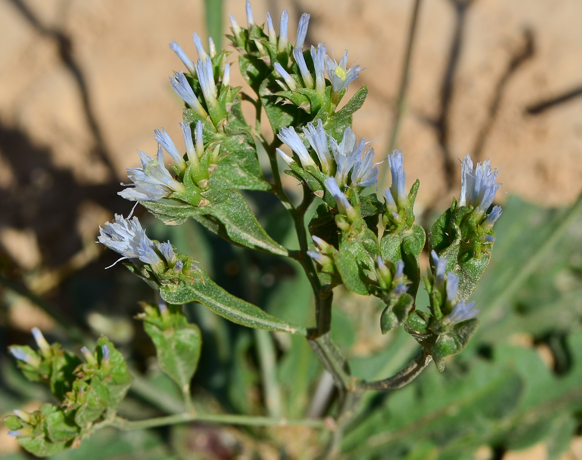 Image of Limonium lobatum specimen.