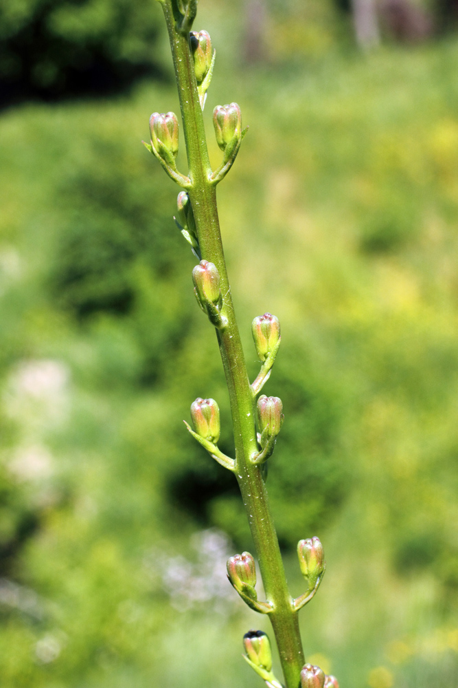 Image of Delphinium semibarbatum specimen.