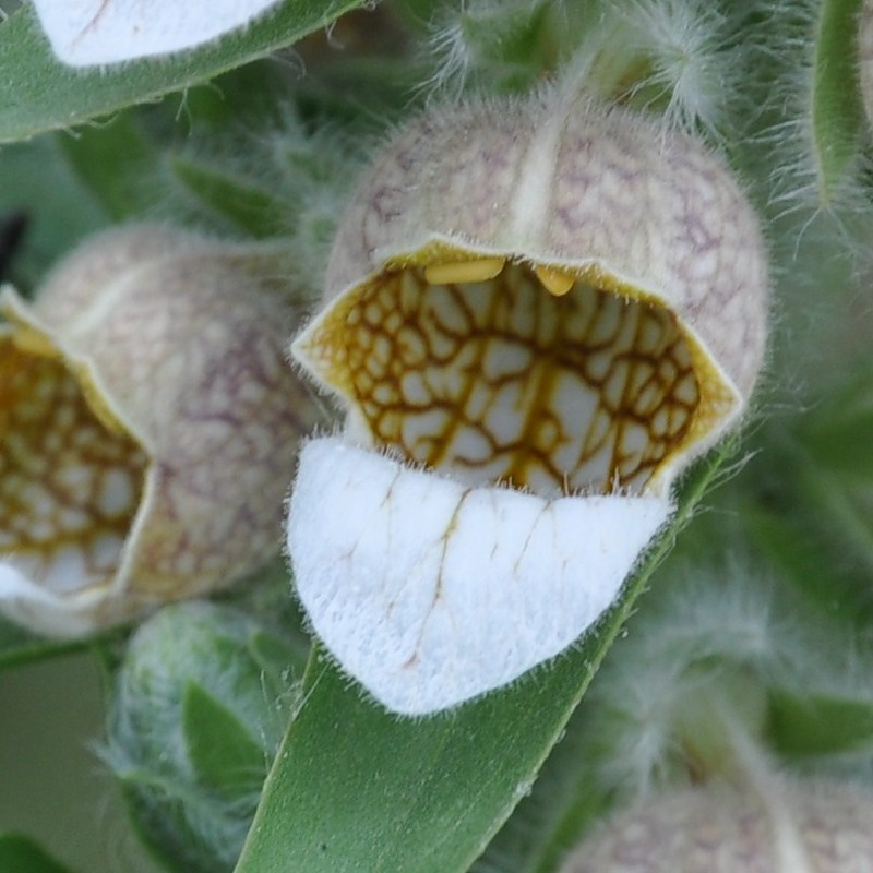 Изображение особи Digitalis lanata.