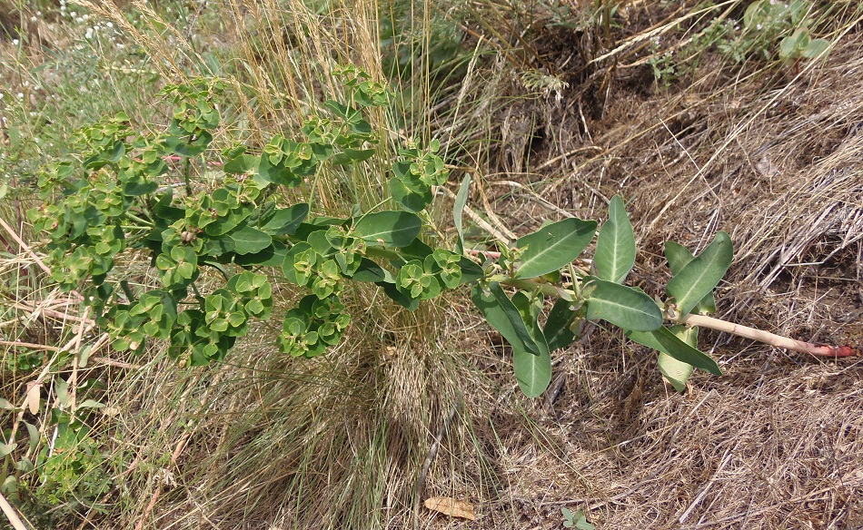 Image of Euphorbia palustris specimen.