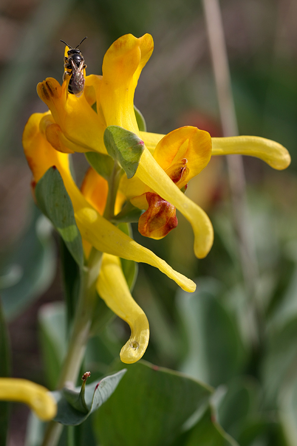 Image of Corydalis sewerzowii specimen.