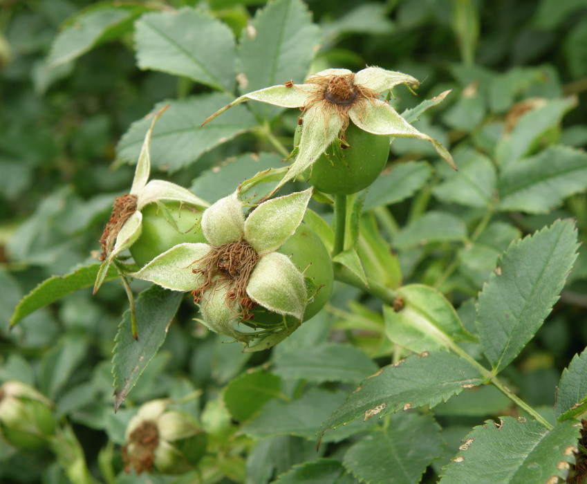 Image of genus Rosa specimen.