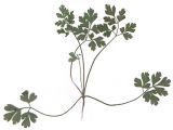Anthriscus sylvestris. Ювенильное растение первого года жизни. Гербарный образец.