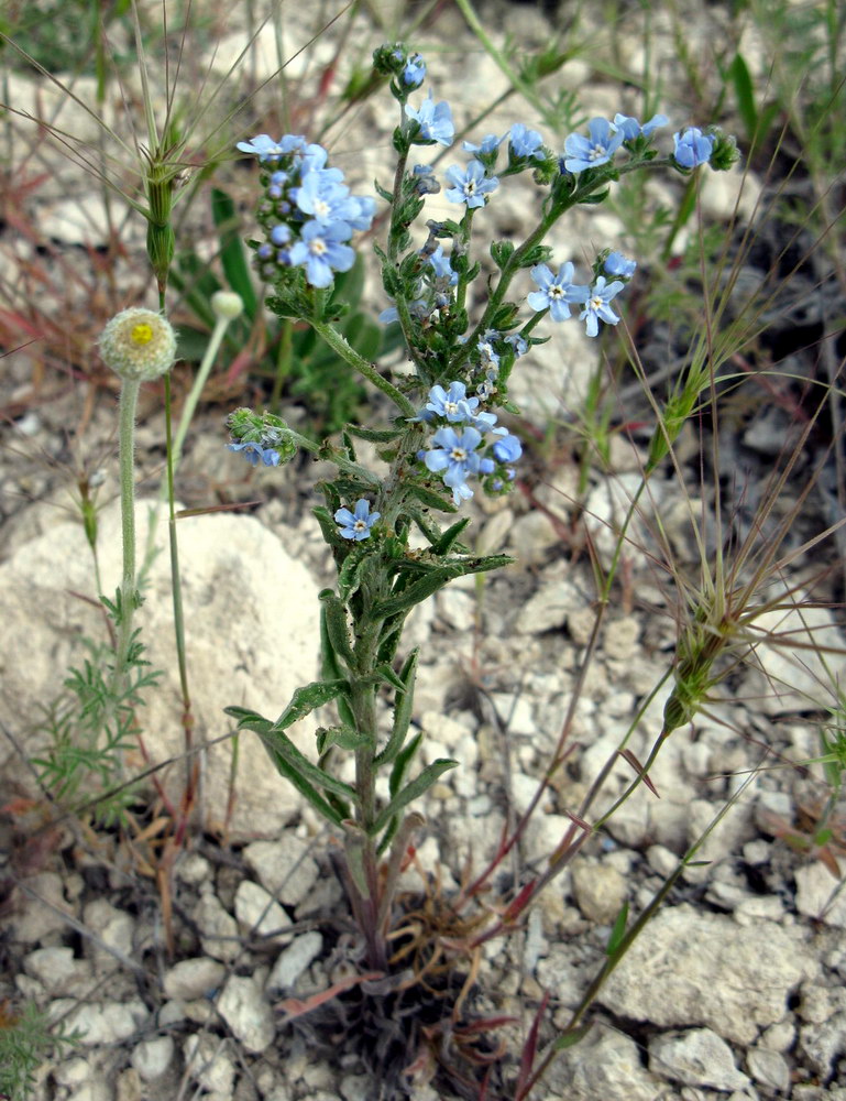 Image of Lappula barbata specimen.