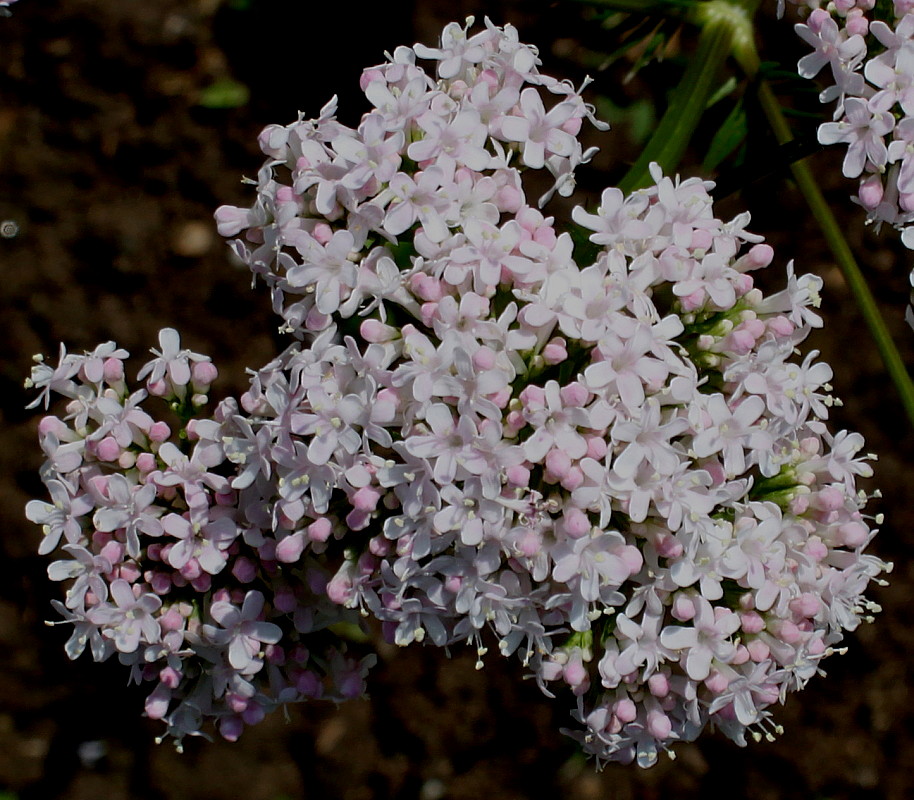 Image of Valeriana phu specimen.