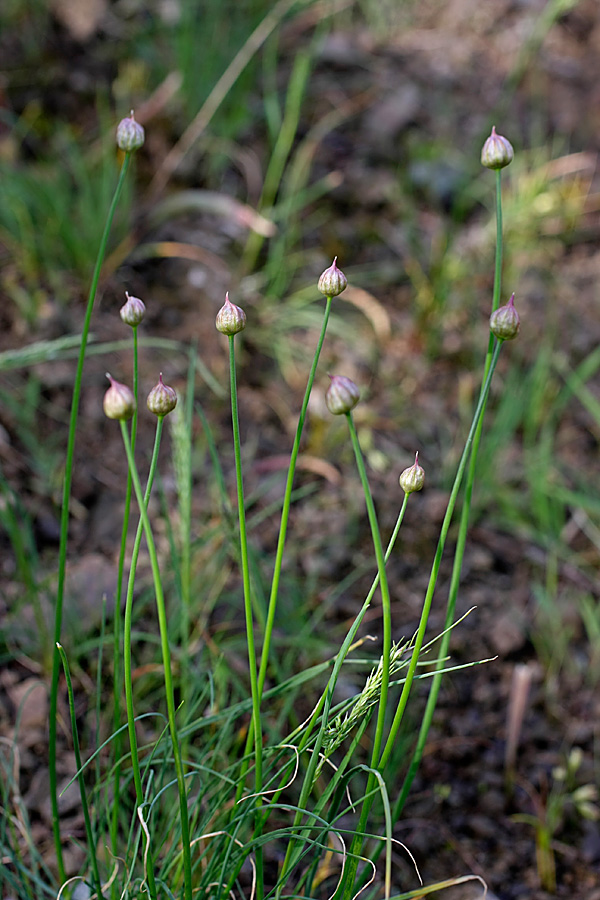 Image of genus Allium specimen.