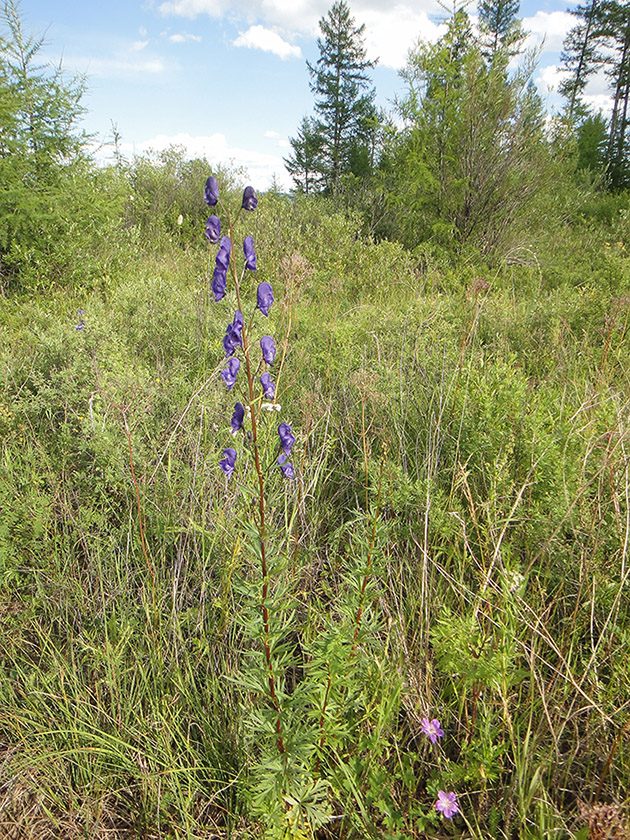 Изображение особи Aconitum turczaninowii.