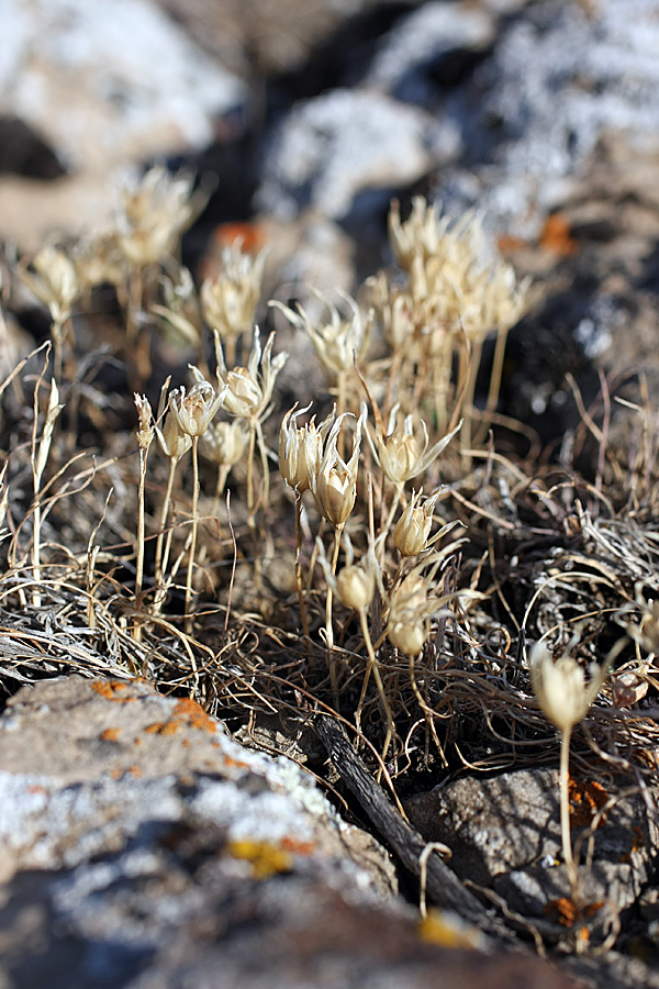 Image of genus Gagea specimen.