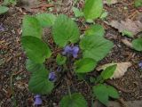 Смотреть изображение Viola tenuicornis
