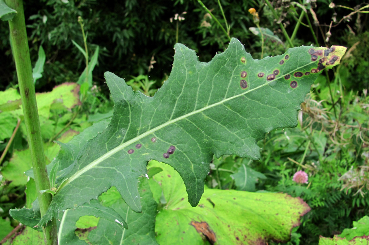 Изображение особи Sonchus arvensis.