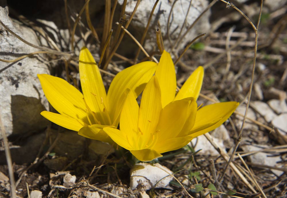 Изображение особи Sternbergia lutea.