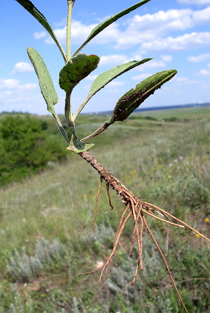 Image of Veronica viscosula specimen.