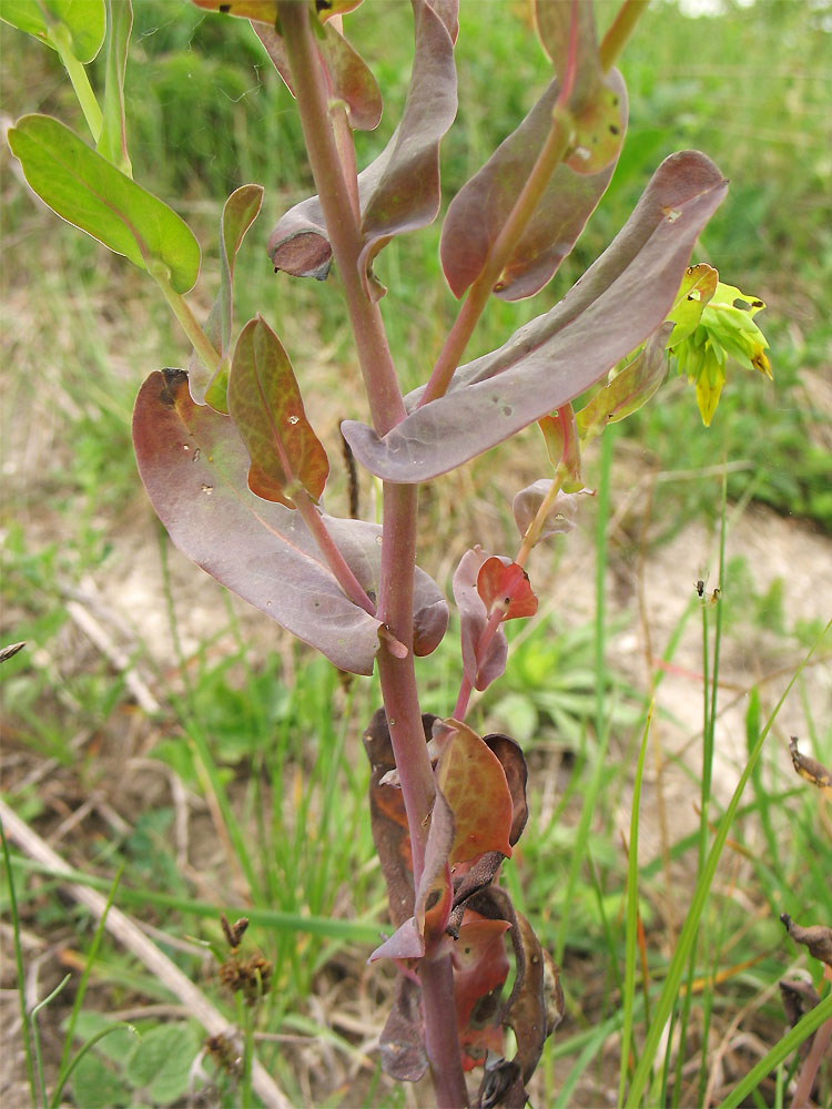 Изображение особи Cerinthe minor.