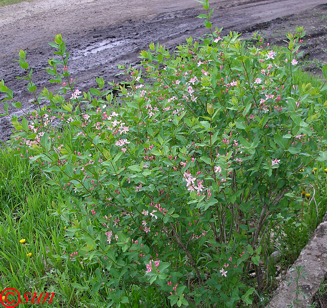 Image of Lonicera tatarica specimen.