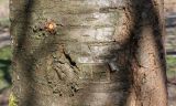 Prunus serrulata. Средняя часть ствола ('Shirotae'). Германия, г. Дюссельдорф, Ботанический сад университета. 10.03.2014.
