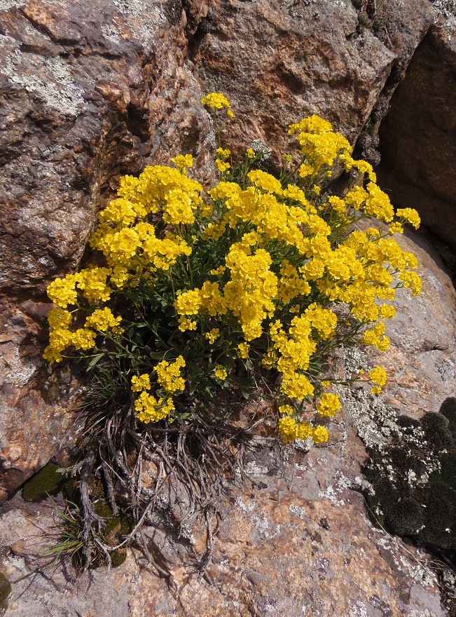 Изображение особи Aurinia saxatilis.