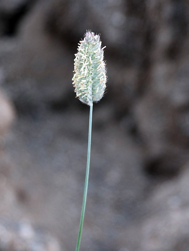 Изображение особи Agropyron kazachstanicum.