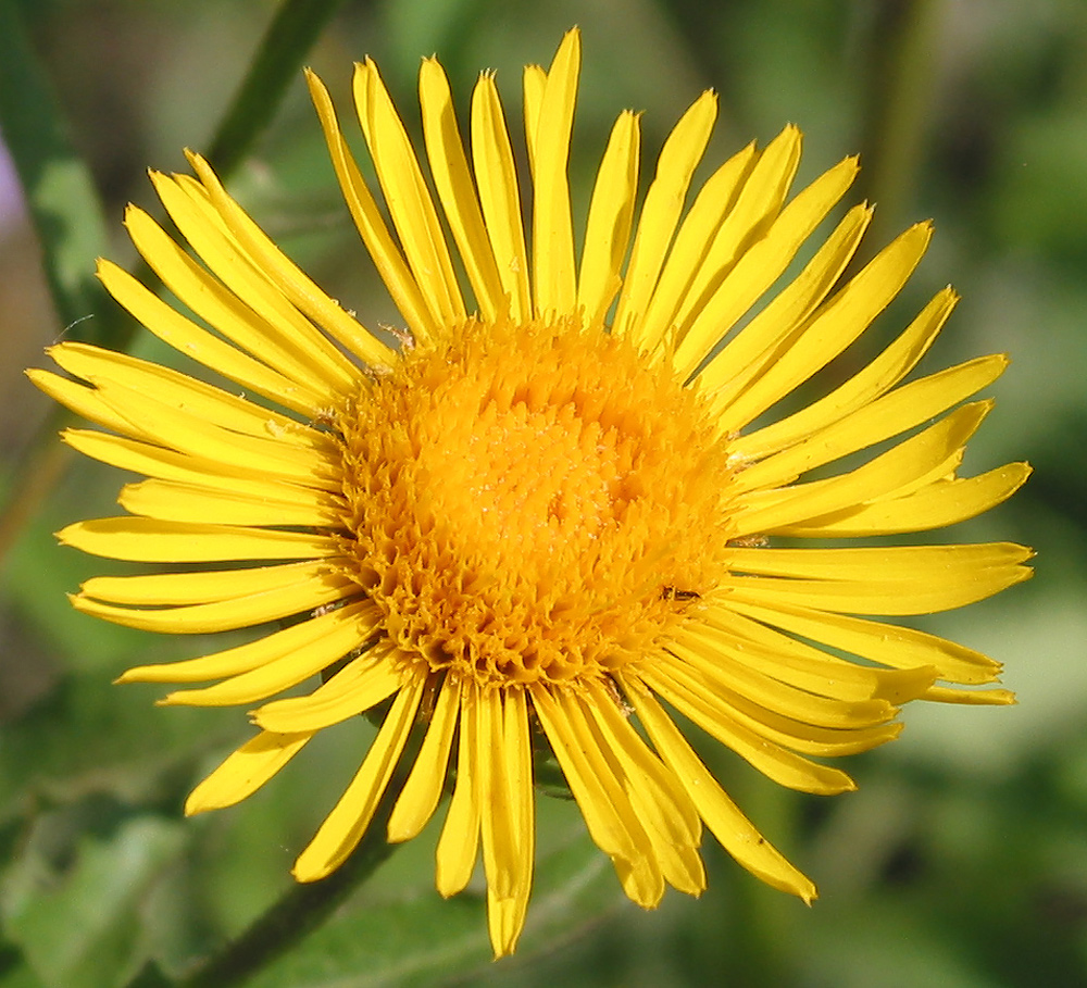 Image of Inula salicina specimen.