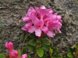 Rhododendron kotschyi