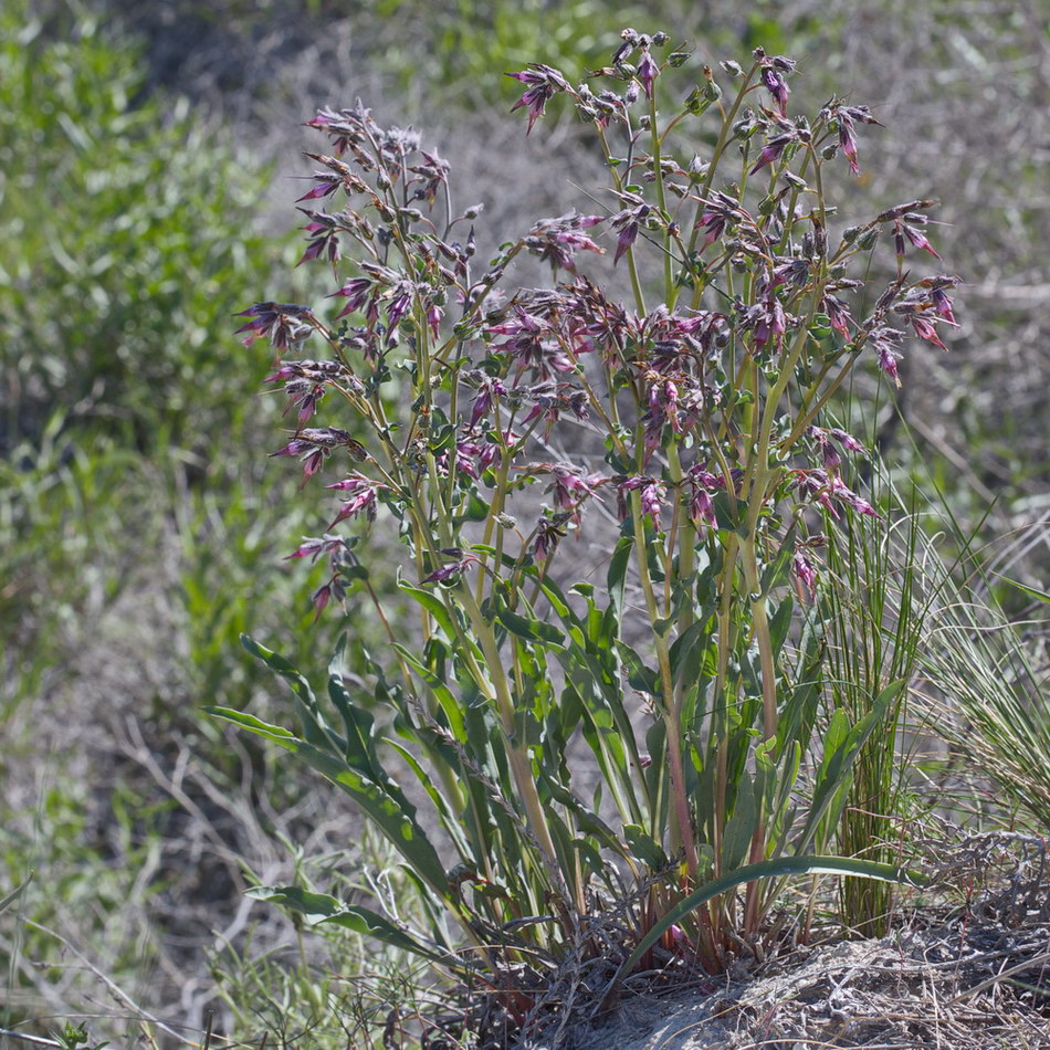 Image of Rindera tetraspis specimen.