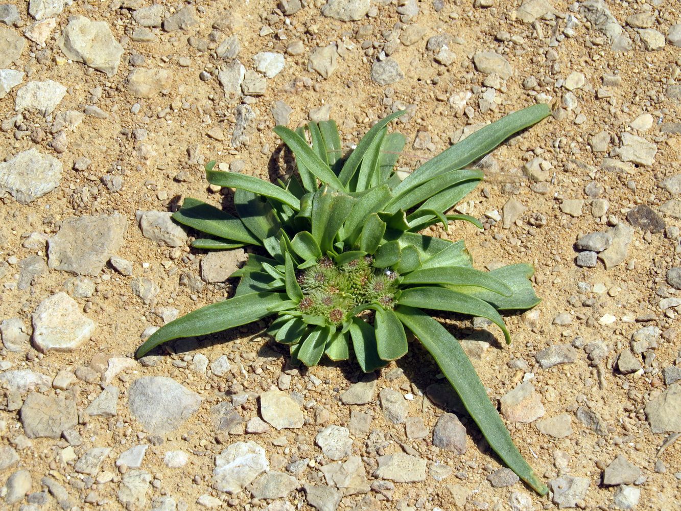 Image of Gymnarrhena micrantha specimen.