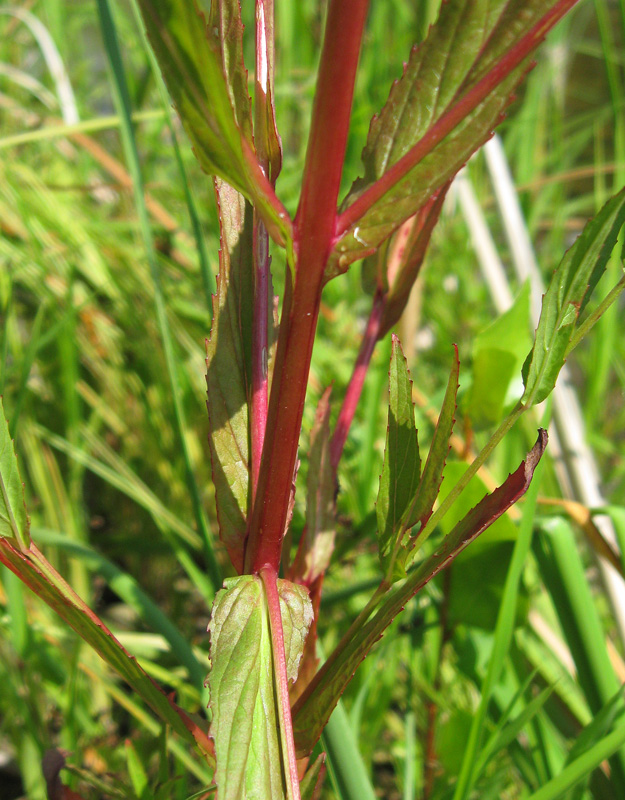 Image of Epilobium tetragonum specimen.