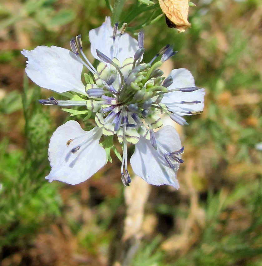 Image of Nigella arvensis specimen.