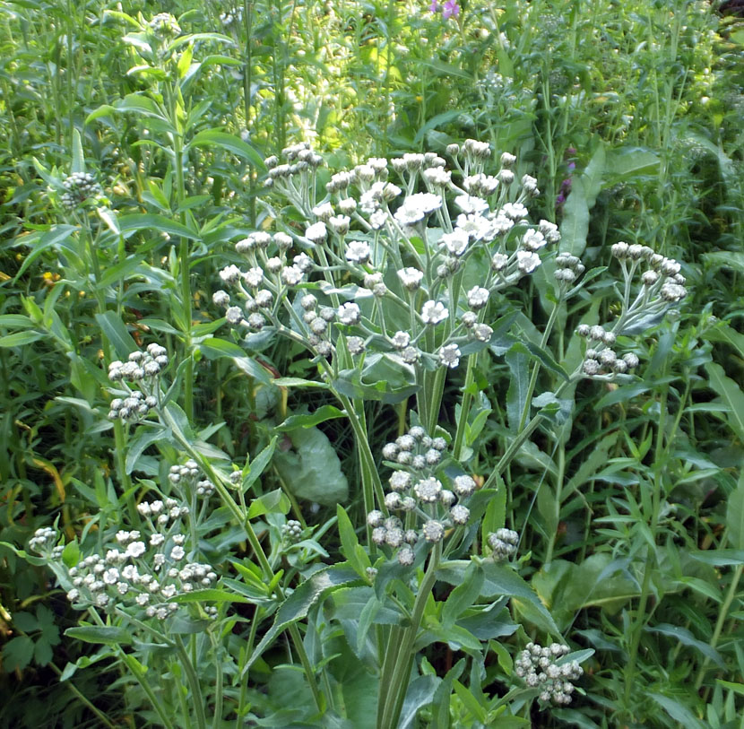 Изображение особи Achillea cartilaginea.