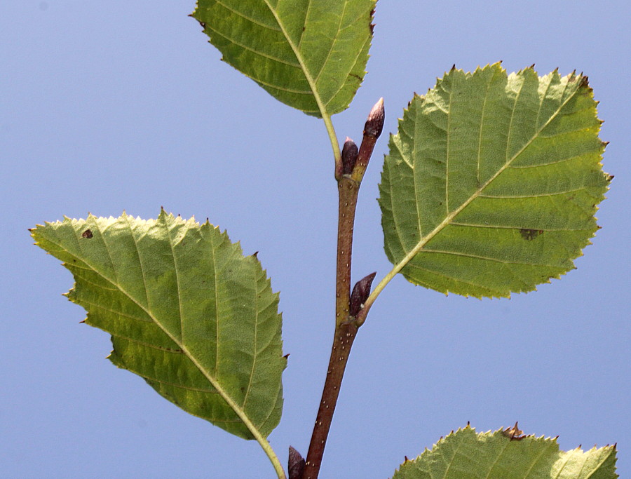 Image of Duschekia alnobetula specimen.