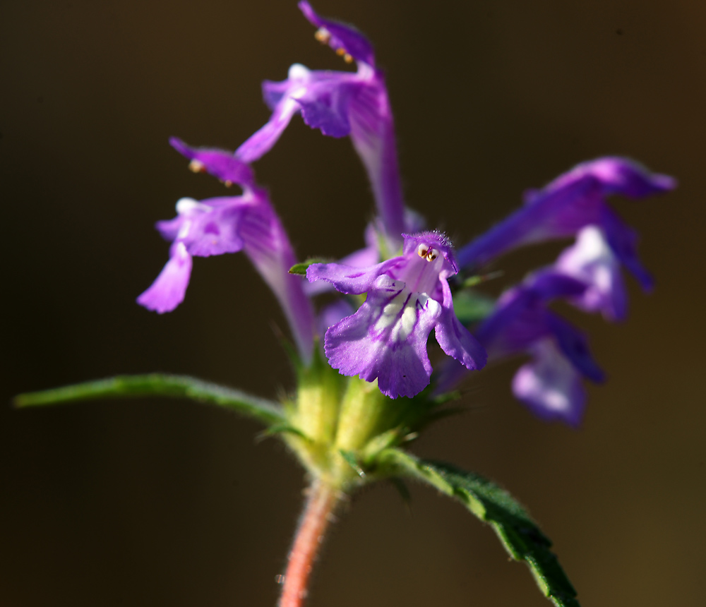 Image of Galeopsis ladanum specimen.