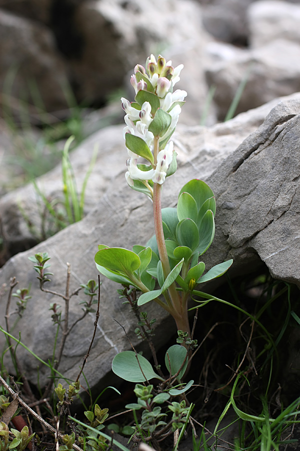 Image of Corydalis ledebouriana specimen.