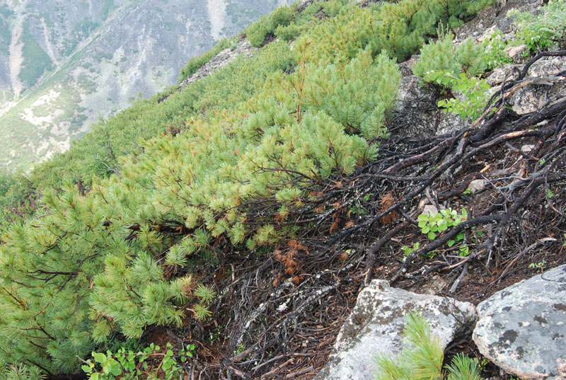 Image of Pinus pumila specimen.