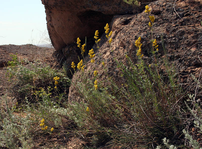 Image of Galium verum specimen.