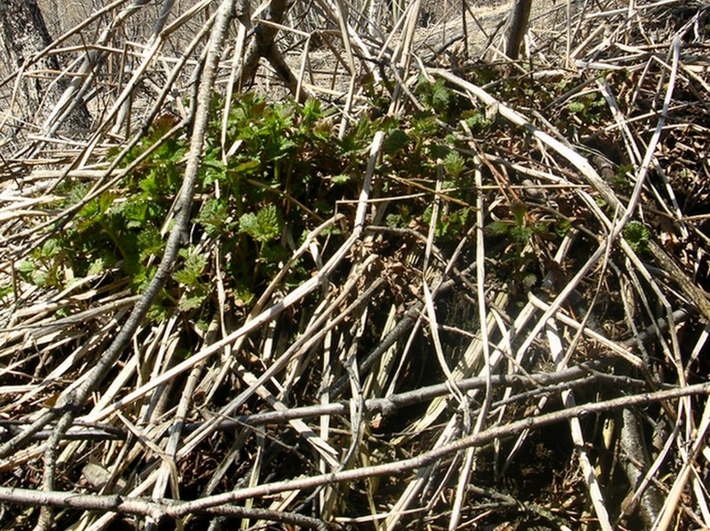 Image of Urtica platyphylla specimen.