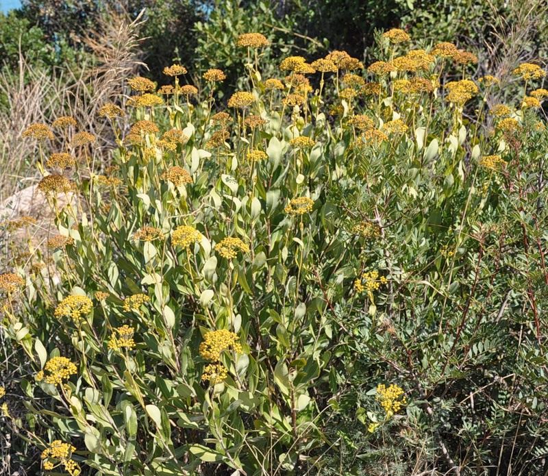 Image of Bupleurum fruticosum specimen.