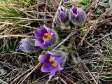 Pulsatilla turczaninovii