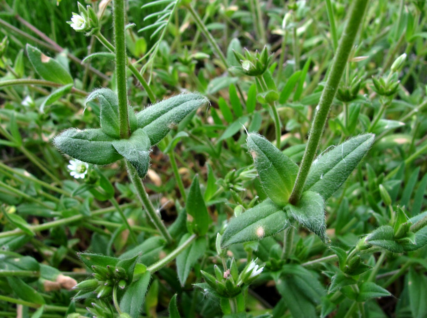 Изображение особи Cerastium holosteoides.