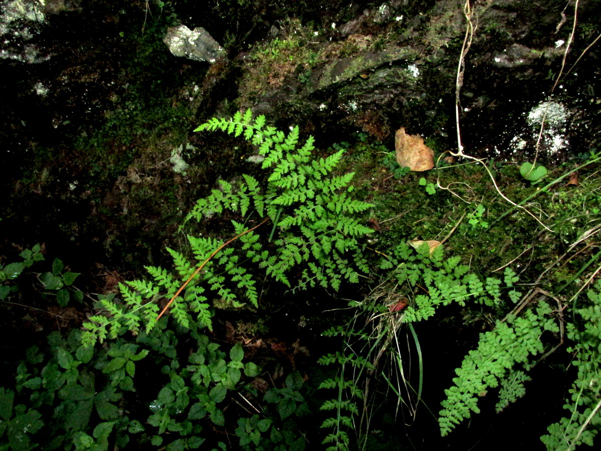 Image of Cystopteris gureevae specimen.