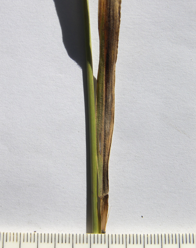Изображение особи Elymus buschianus.