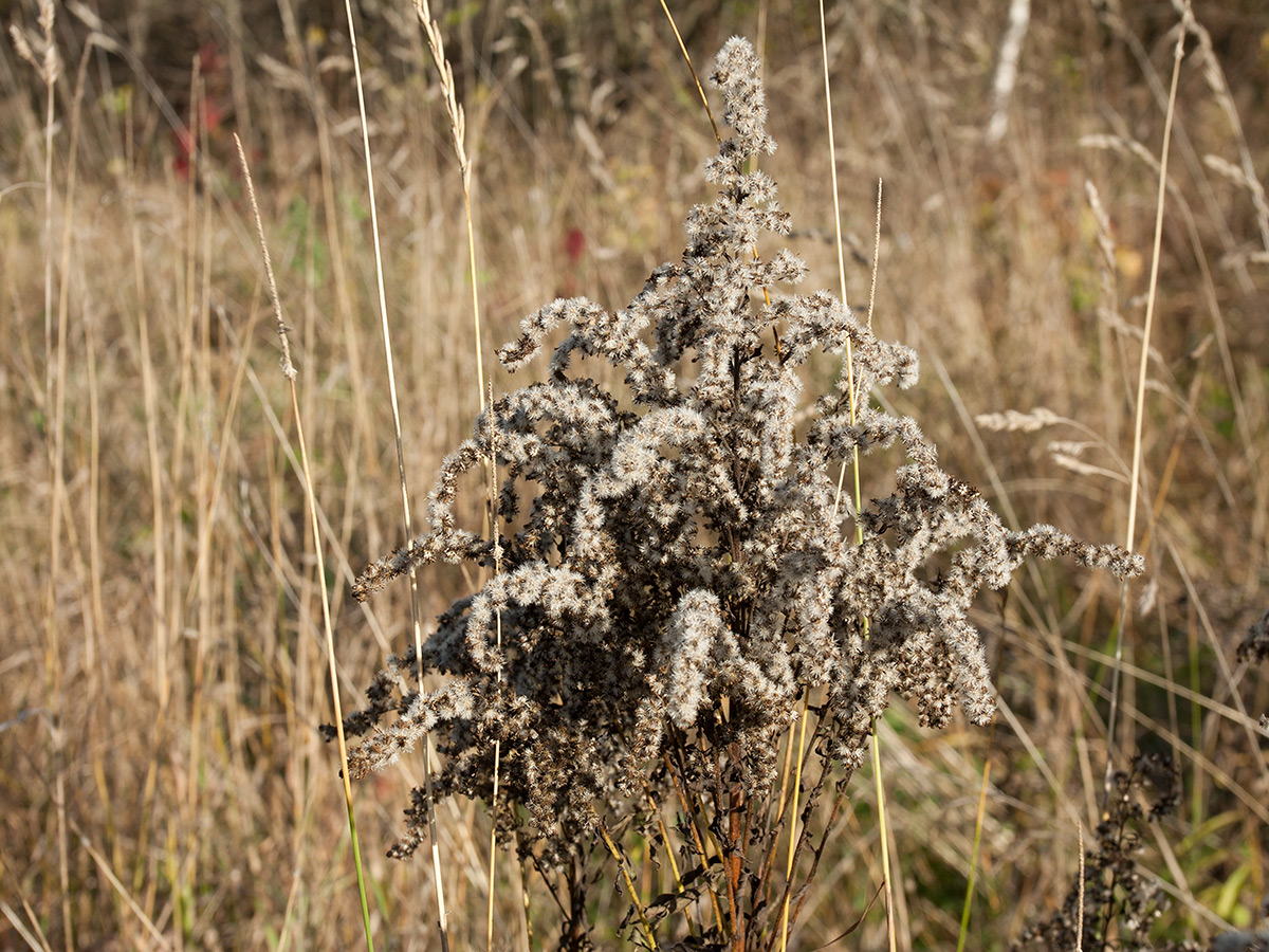 Image of Solidago canadensis specimen.